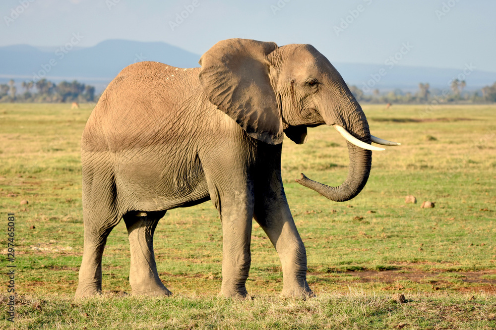 Female elephant walking on grassy plain. Amboseli National Park. Kenya.