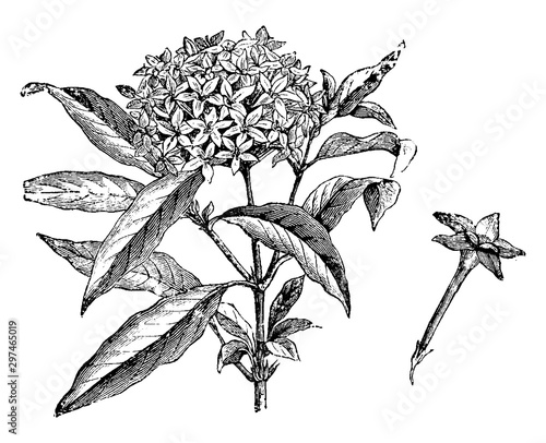 Flowering Branch and Detached Flower of Pentas Carnea vintage illustration.
