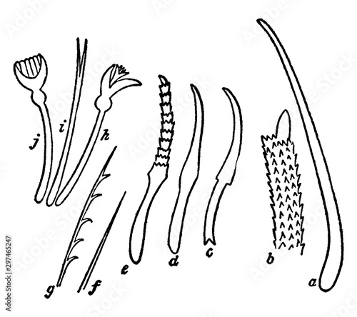 Setae of Earthworm, vintage illustration.