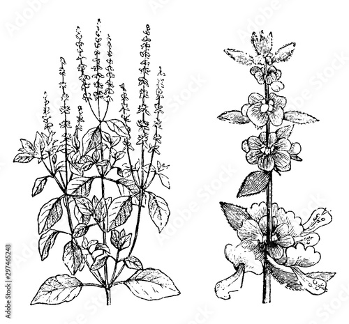 Sweet Basil vintage illustration.