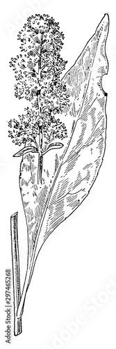 Showy Golden-Rod vintage illustration.
