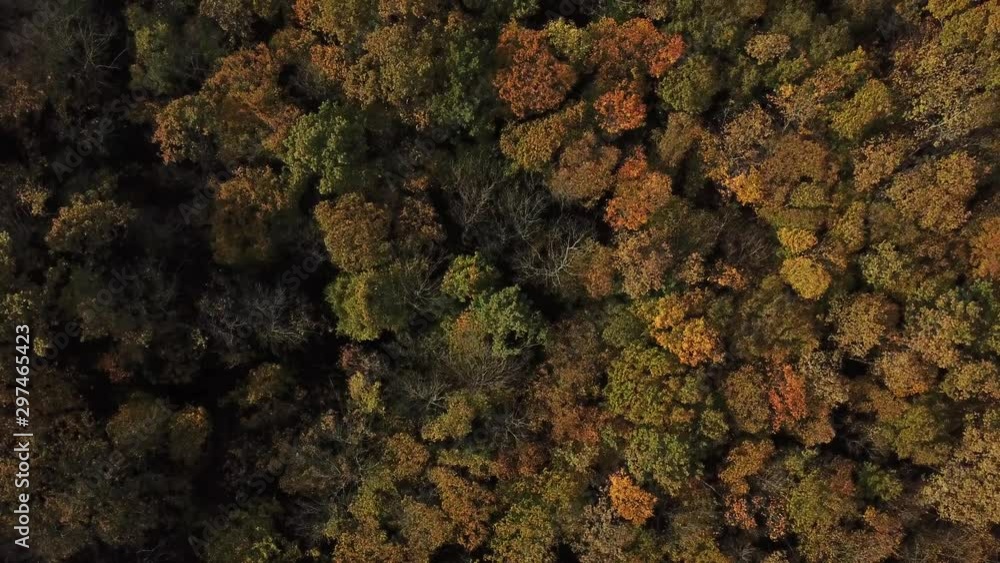 Aerial top view of autumn trees in forest background, Caucasus, Russia. Coniferous and deciduous trees. Aerial top view of autumn trees in forest background, Caucasus, Russia. Coniferous and deciduous trees.