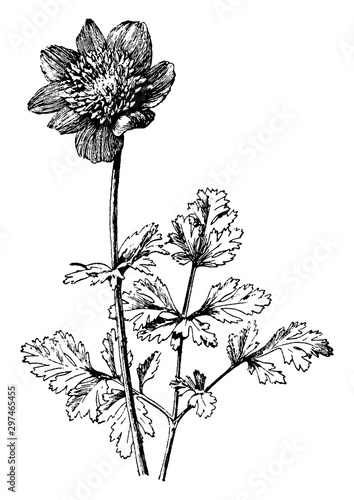 Anemone Coronaria vintage illustration.