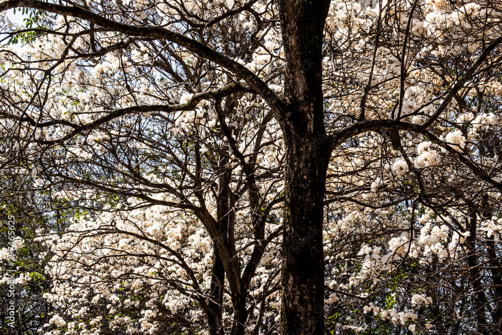 Ipes white tree flowering grove in the municipality of Marilia Ipes white tree flowering grove in the municipality of Marilia