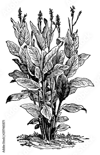 Cannas vintage illustration.