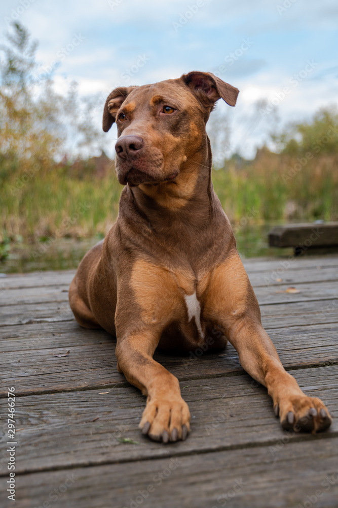 Fotografia do Stock: Doberman mix dog laying on a wood dock, lookup up  adoringly, in a park | Adobe Stock