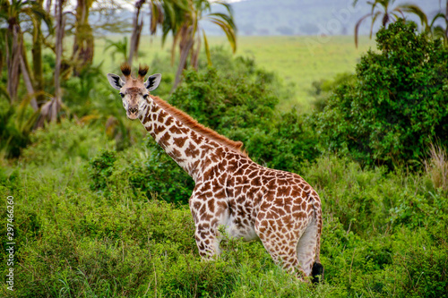 baby giraffe in serengeti