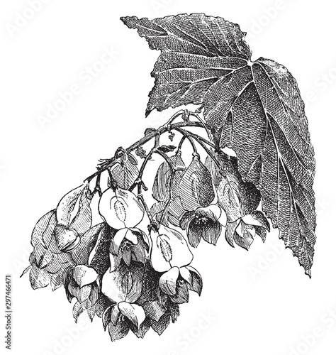 Begonia Madame de Lesseps vintage illustration. photo