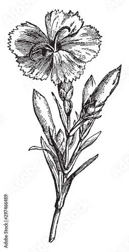 Clove Pink vintage illustration.