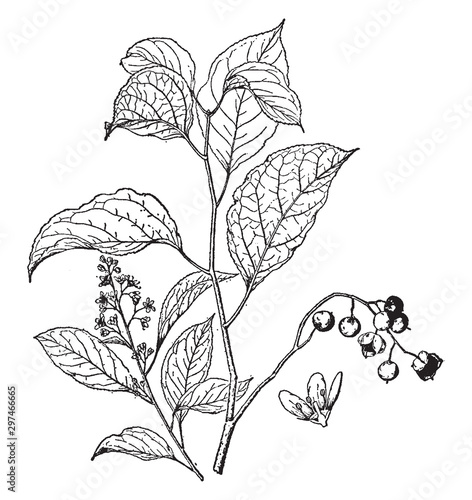 Celastrus Scandens vintage illustration.