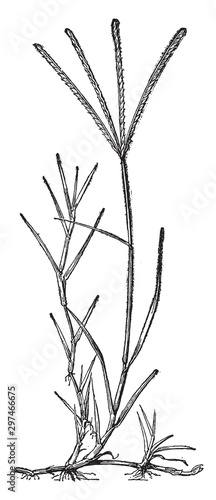 Cynodon Dactylon vintage illustration.