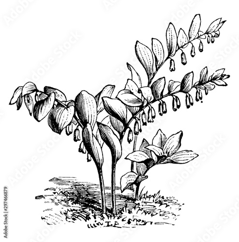 Polygonum Japonicum vintage illustration.