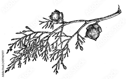 Branch of Shasta Cypress vintage illustration.