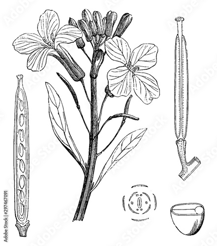 Fotografie Aegean Wallflower vintage illustration.