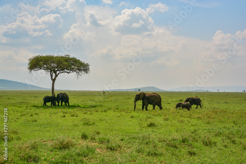 herd of elephants on plains