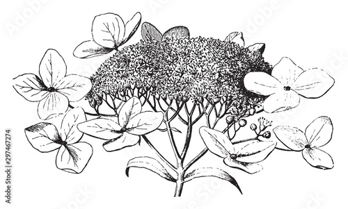 Hydrangea vintage illustration.
