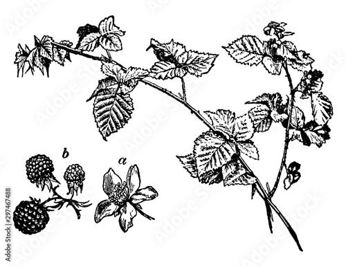 blackberries, Botany, branch, common, bramble, flower, plant, fruit, leaves, stem vintage illustration.