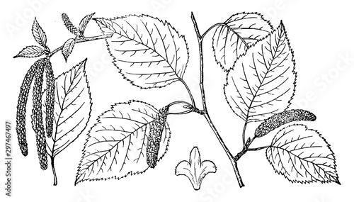 Branch of Paper Birch vintage illustration.