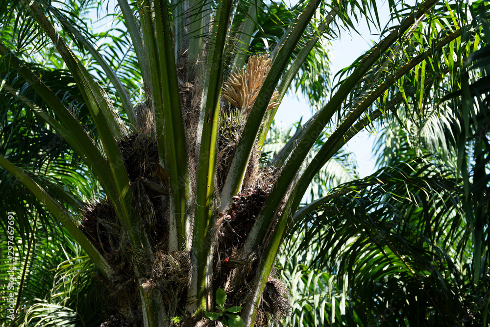 African oil palm plantation in Thailand Elaeis guineensis or macaw-fat African oil palm plantation in Thailand Elaeis guineensis or macaw-fat