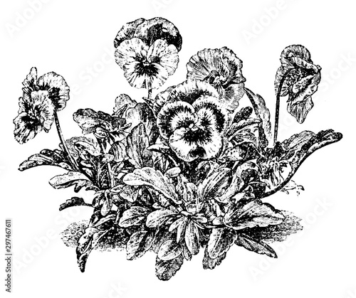 flower, pansy, viola, tricolor, petals, leaves, stem vintage illustration.