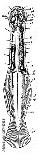 Chaetognatha, vintage illustration.