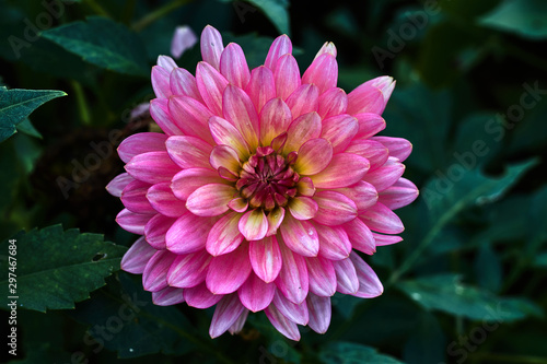 Pink dahlia with green leaves