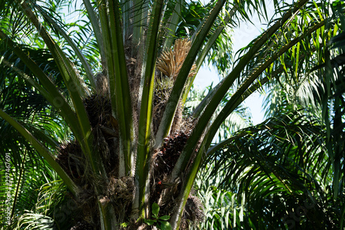 African oil palm plantation in Thailand Elaeis guineensis or macaw-fat