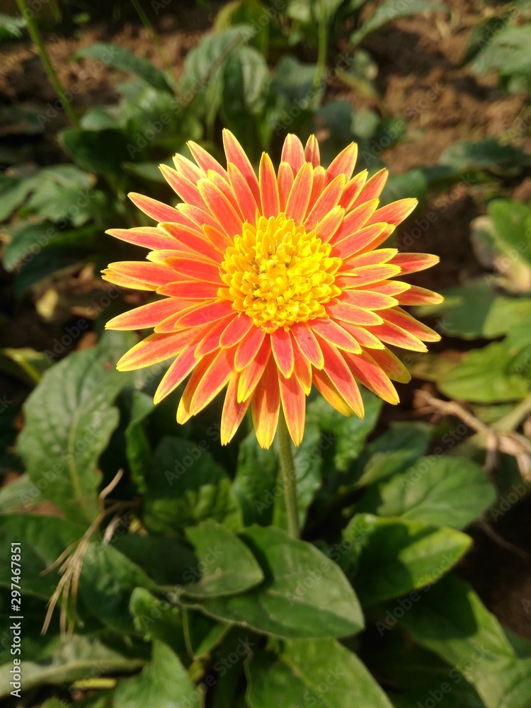 orange flower in the garden orange flower in the garden