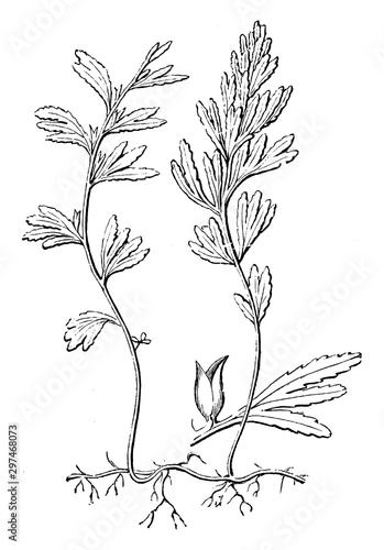 Habit and Detached Pinna with Involucre of Hymenophyllum Unilaterale vintage illustration.