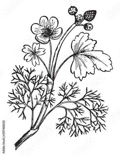 Water Crowfoot vintage illustration.