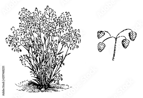 Habit and Small Panicle of Flowers of Briza Minor vintage illustration.