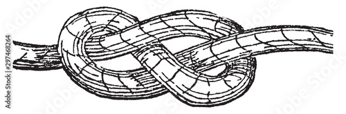 Knot, vintage illustration.