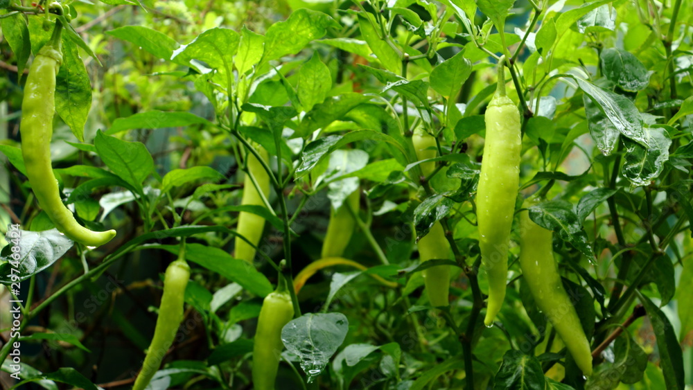 Beautiful large growing Bell pepper in a greenhouse close-up. Fresh juicy green peppers on the branches macro. Agriculture - large crop Bell pepper, good harvest. Beautiful large growing Bell pepper in a greenhouse close-up. Fresh juicy green peppers on the branches macro. Agriculture - large crop Bell pepper, good harvest.