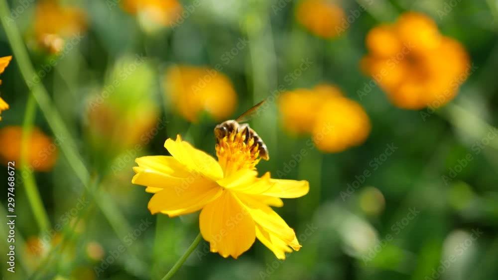 A Honey bee collecting pollen from a yellow flower A Honey bee collecting pollen from a yellow flower
