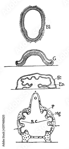 Oscarella Lobularis, vintage illustration. photo