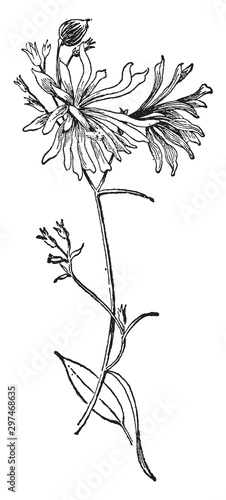 Soldanellaeflora Variety of Campanula Rotundifolia vintage illustration.