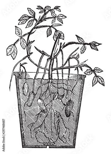 Arachis vintage illustration.