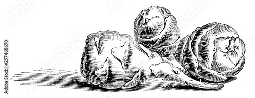 Bulbs of Oxalis Crenata vintage illustration.