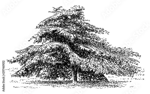 Horizontalis Variety of Ulmus Scabra vintage illustration.