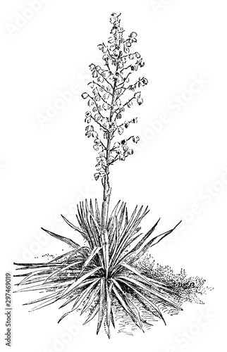 Yucca, Filamentosa, Asparagaceae, family, medicinal, purposes vintage illustration. photo