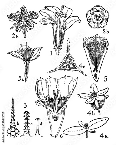 Orders of Caricaceae, Loasceae, Begoniaceae, and Cactaceae vintage illustration.