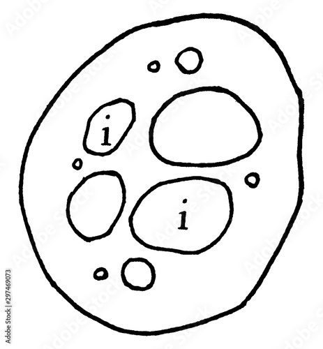 Nymphaea Stem vintage illustration.