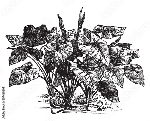 Colocasia vintage illustration.
