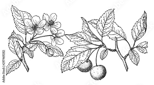 Branch of Southern Crabapple vintage illustration.