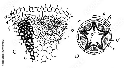 Fényképezés Radial Vascular Bundle vintage illustration.