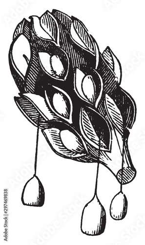 seeds, fruit, hanging, appear vintage illustration.