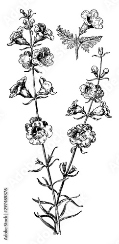 Purple Gerardia vintage illustration.