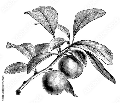 Fruiting Branch of Green Gage Plum vintage illustration.