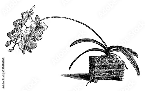 Phalaenopsis Amabilis vintage illustration.