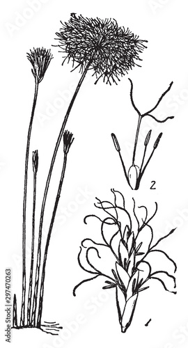 Cyperus vintage illustration.